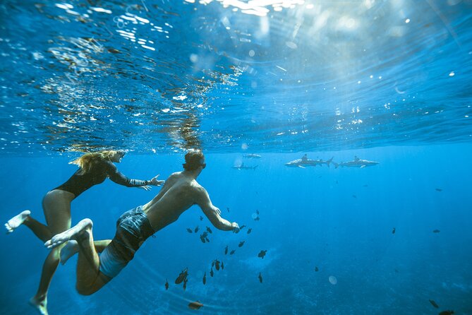 Half Day Tour lagoon discovery marine fauna flora small group - South-coast calm: spinner dolphins and why it matters