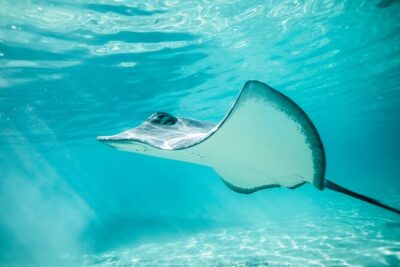 Half Day Tour lagoon discovery marine fauna flora small group - The lagoon route: from sandbar rays to open-water reef sharks