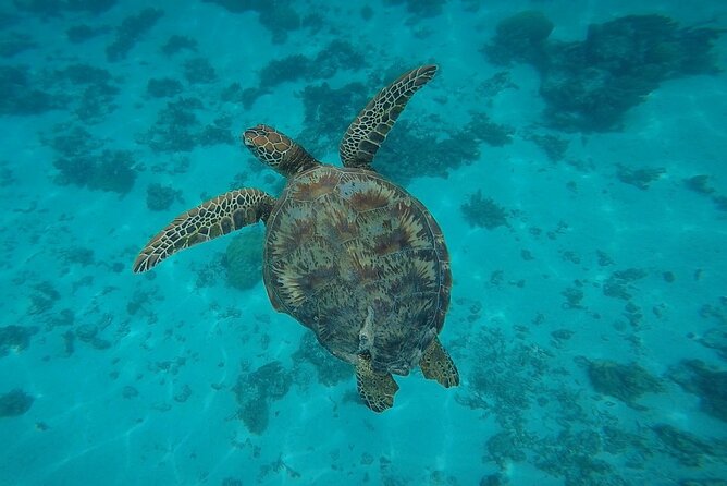 Half Day Tour lagoon discovery marine fauna flora small group - Practical tips before you go (so you enjoy every stop)