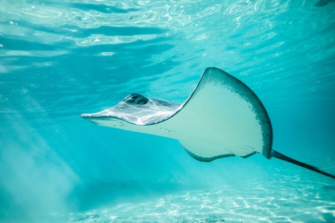 Half Day Tour lagoon discovery marine fauna flora small group - The lagoon route: from sandbar rays to open-water reef sharks