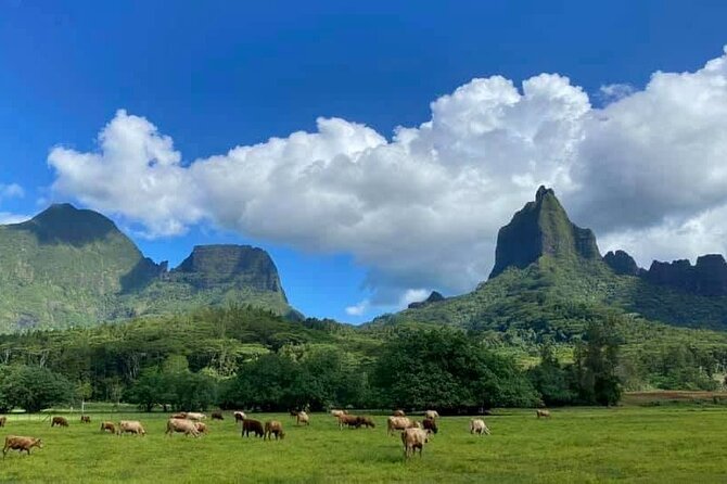 Half-Day Tour of Moorea Island in a Small Group - Cook’s Bay: flexible viewing with a guide who adjusts to your group