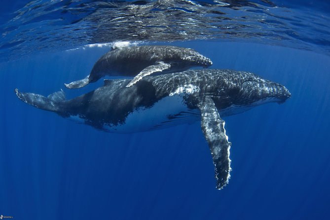 Half day whale tour 4h00 - Whale season on Moorea: why humpbacks are the real star