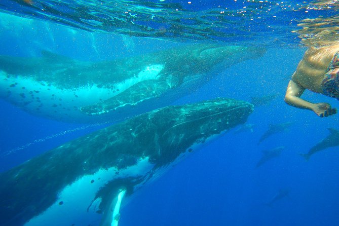 Half day whale tour 4h00 - Ōpūnohu Bay stop: a quick walk that sets the tone