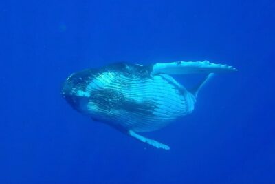 Half day whale tour 4h00 - The 4 hours: what the timing feels like in real life