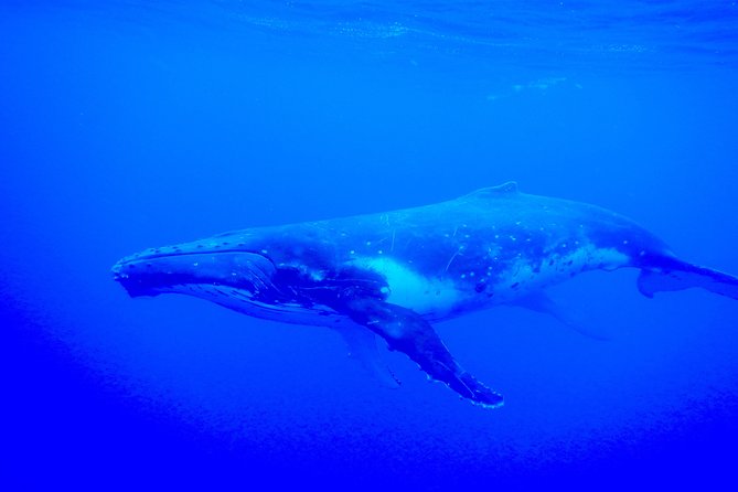 Half day whale tour 4h00 - The swim part: distance, rules, and the “be ready” reality