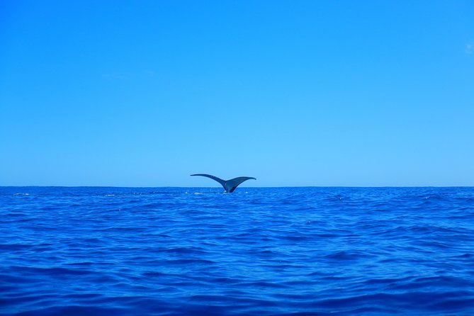 Half day whale tour 4h00 - If you don’t go in the water with whales: what you still get
