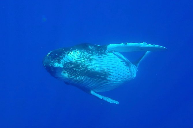 Half day whale tour 4h00 - The 4 hours: what the timing feels like in real life