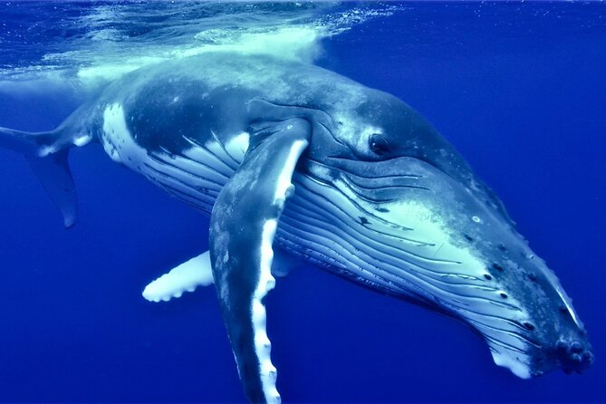 Half Day Whale Watching in a Small Shared Group - Quick reasons this Tahiti whale watch works