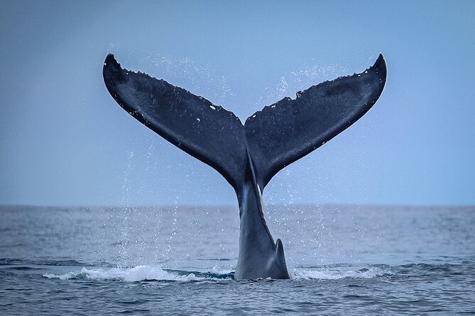 Half Day Whale Watching in a Small Shared Group - Small-group whale watching: why max 6 changes everything