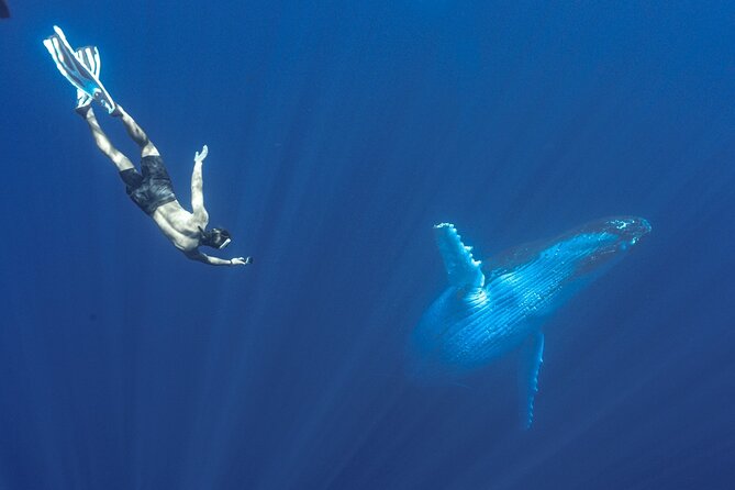 Half Day Whale Watching in a Small Shared Group - What you’re likely to do once whales are spotted