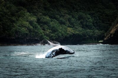 Half Day Whale Watching in a Small Shared Group - The boat experience on POTI MARARA