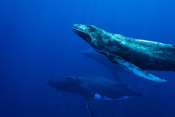 Half Day Whale Watching in a Small Shared Group - Snorkeling with humpbacks and the reef bonus