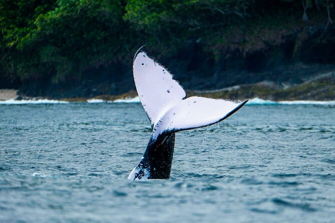 Half Day Whale Watching in a Small Shared Group - Price and value: is $236.85 worth it?