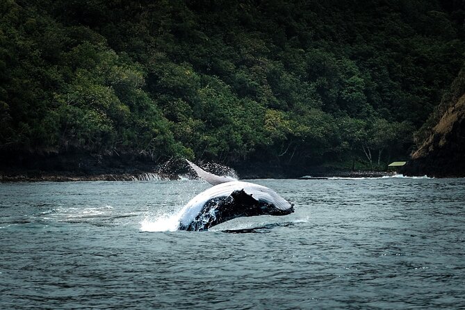 Half Day Whale Watching in a Small Shared Group - The boat experience on POTI MARARA