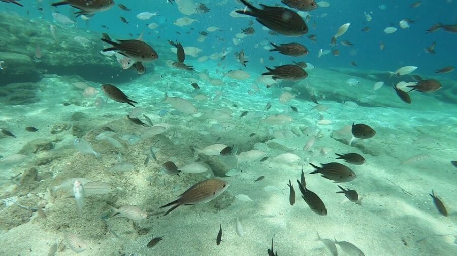 Heraklion: Beginner Scuba Diving Lesson with PADI Instructor - Agia Pelagia Bay: the calm open-water experience you’re actually paying for