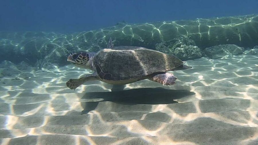 Heraklion: Beginner Scuba Diving Lesson with PADI Instructor - Who should book this first-scuba experience (and who should skip it)