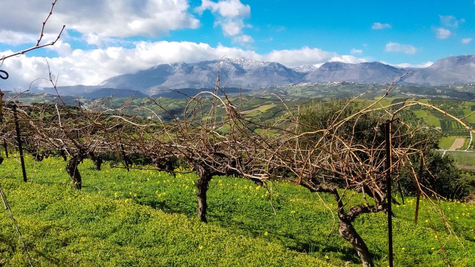Heraklion: Cretan Wine Tasting Tour & Gourmet Lunch - Gourmet Lunch in the Wine Region: Pairing That Actually Teaches