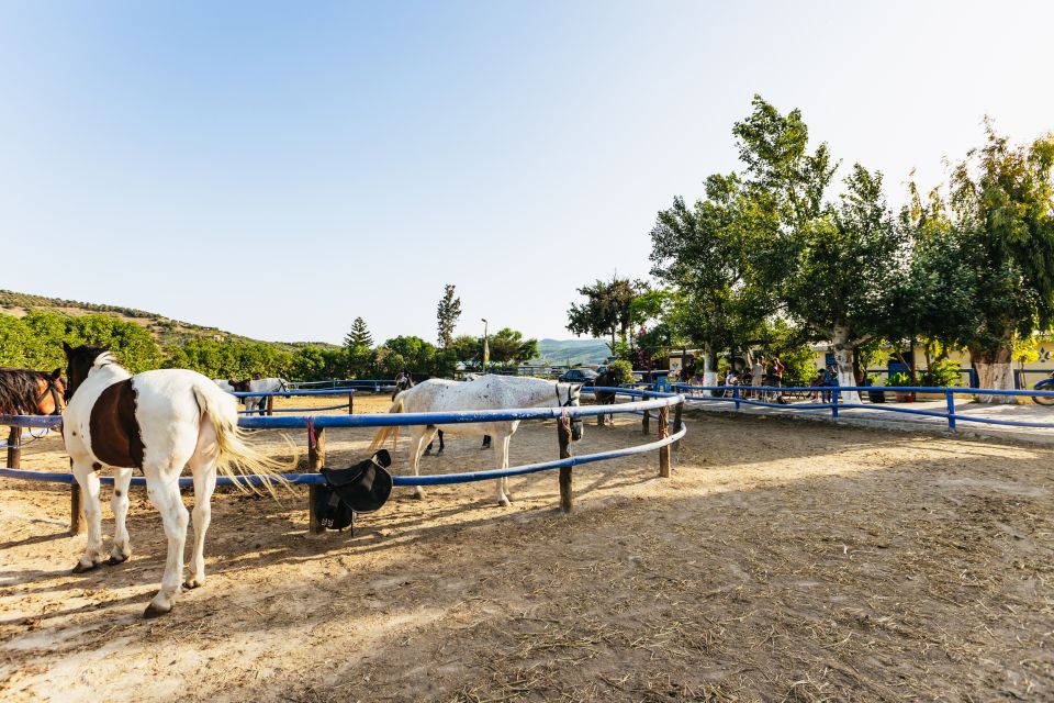 Heraklion: Finikia Horse Riding Tour with Lunch or Dinner - Where the day starts: coffee, forms, and your first steps on the horse