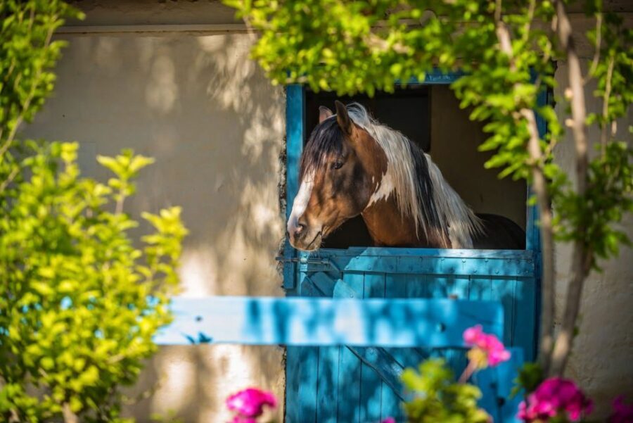 Heraklion: Horseriding Day Tour with Lunch and Transfer - Who should book this (and who might prefer something else)