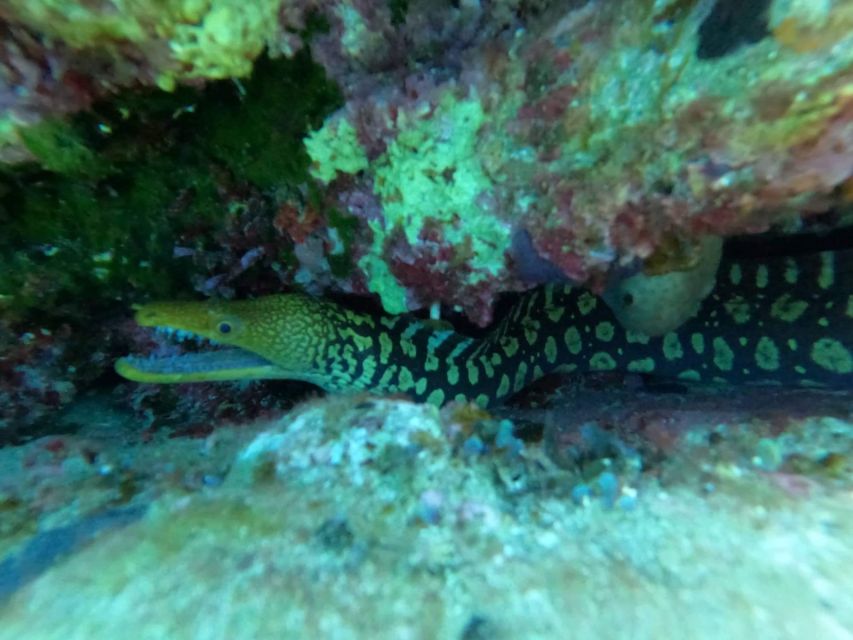 Heraklion: Scuba Diving Experience for Beginners _Beach - Who This Is Best For (and Who Should Skip It)