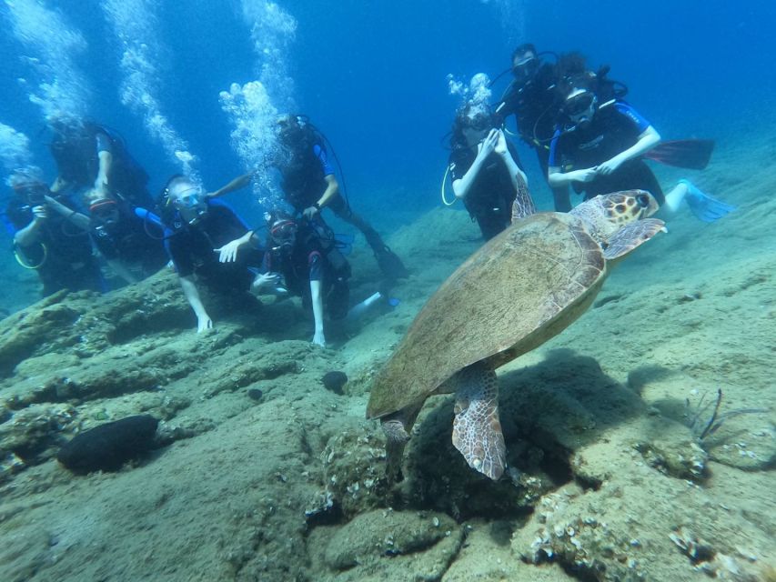 Heraklion: Scuba Diving Experience for Beginners _Beach - The Underwater Session: 45 Minutes of Skills and Sea Life