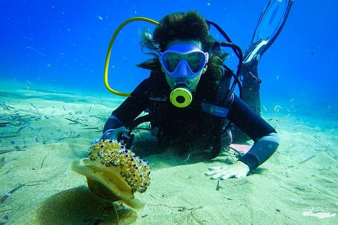 Heraklion: Scuba Diving Experience for First-Timers - What you’ll likely see off Ligaria (and how to notice it)