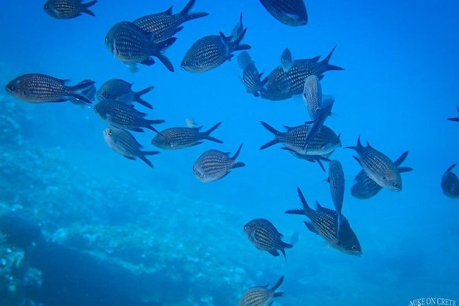 Heraklion: Scuba Diving Experience for First-Timers - Gear, staff, and safety: why the small-group cap matters