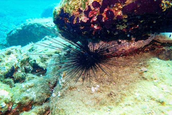 Heraklion: Scuba Diving Experience for First-Timers - Price and value: what $82 gets you in the real world