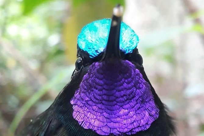 Hiking to Curi-Cancha Reserve - The walking part: primary and secondary forest birding in real time