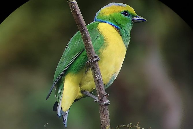 Hiking to Curi-Cancha Reserve - Wildlife targets you can actually hope for (quetzal, sloths, and more)