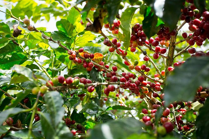 Horseback our Hacienda - 4 hours Coffee Tour - Why this Aquiares horseback coffee tour feels real