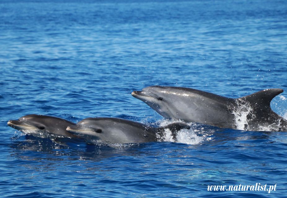 Horta: University Startup Whale and Dolphin RIB Boat Trip - Key things I’d put on your radar