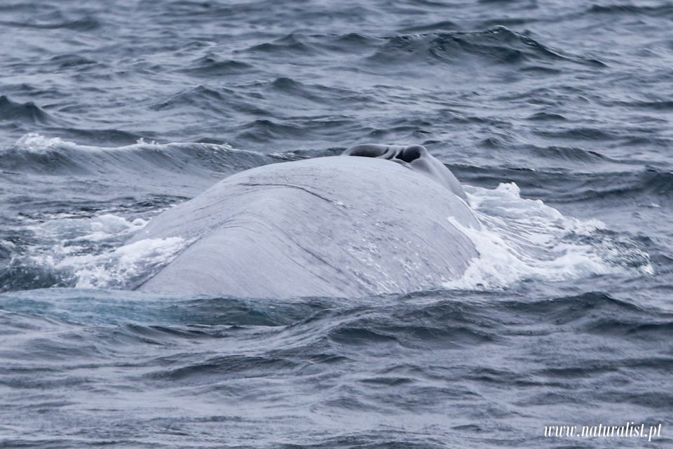 Horta: University Startup Whale and Dolphin RIB Boat Trip - Logistics that actually affect your comfort