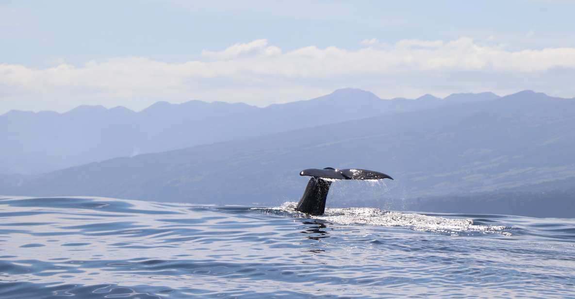 Horta: University Startup Whale and Dolphin RIB Boat Trip - Why Horta (Faial) is built for whale watching