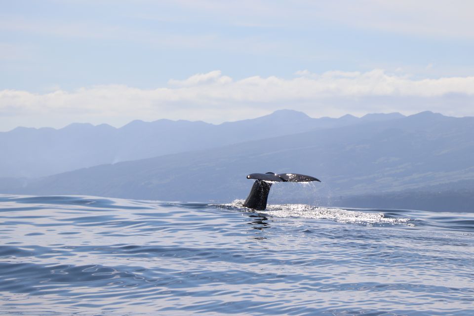 Horta: University Startup Whale and Dolphin RIB Boat Trip - Meeting Naturalist at the marina: the first 10 minutes matter
