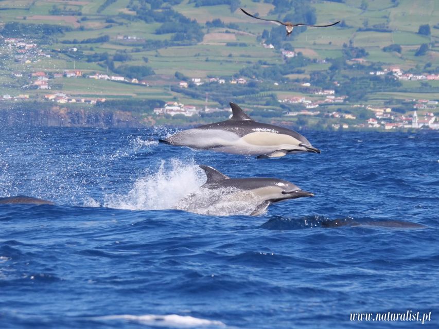 Horta: University Startup Whale and Dolphin RIB Boat Trip - The on-water rhythm: photo stop, guided watching, and where the time goes