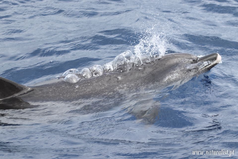 Horta: University Startup Whale and Dolphin RIB Boat Trip - Species chances you can actually use (sperm whales to seabirds)