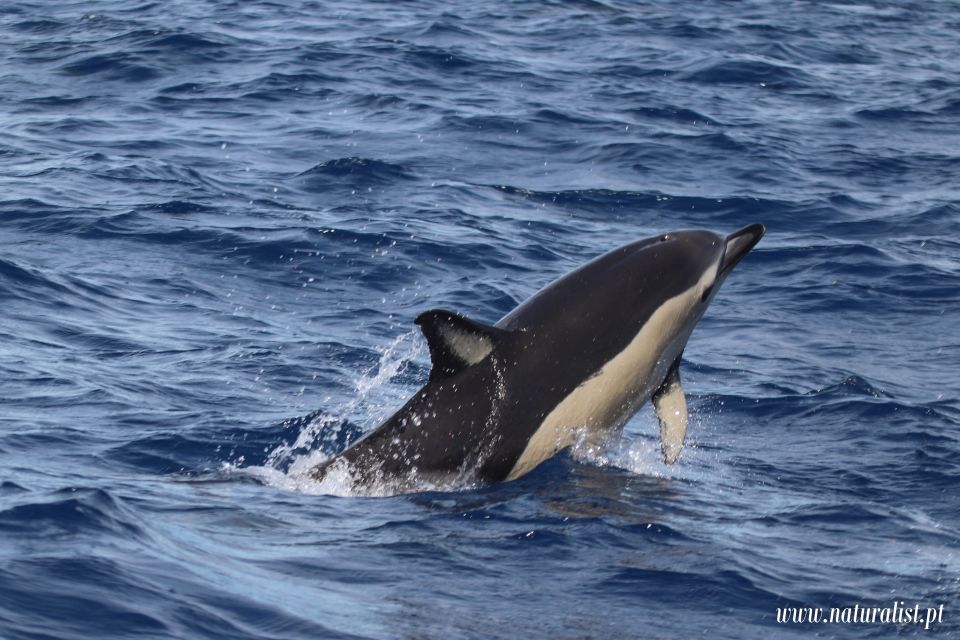 Horta: University Startup Whale and Dolphin RIB Boat Trip - Beyond whales: turtles, sharks, and the food-web you’re riding