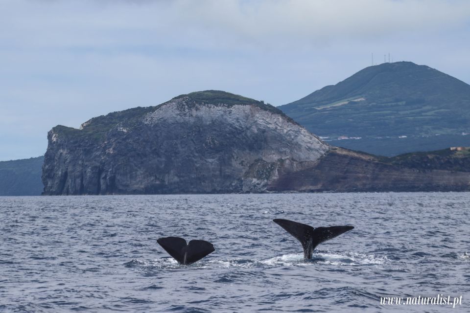 Horta: University Startup Whale and Dolphin RIB Boat Trip - The science part: what a University researcher adds to your day