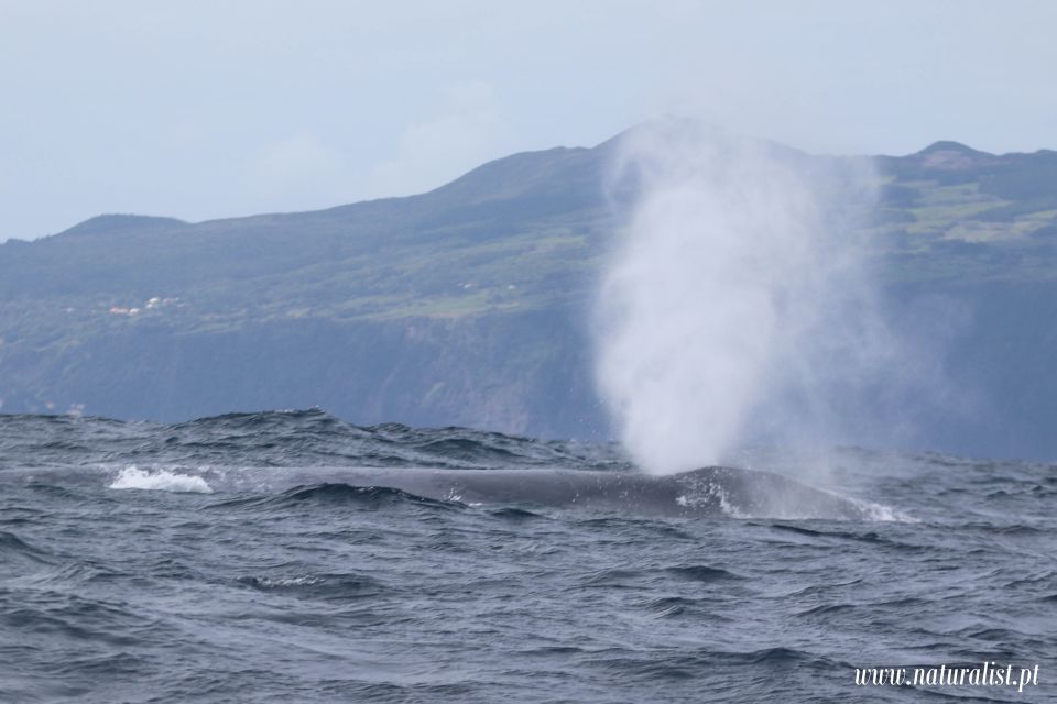 Horta: University Startup Whale and Dolphin RIB Boat Trip - Price and value: is $101 for 3 hours worth it