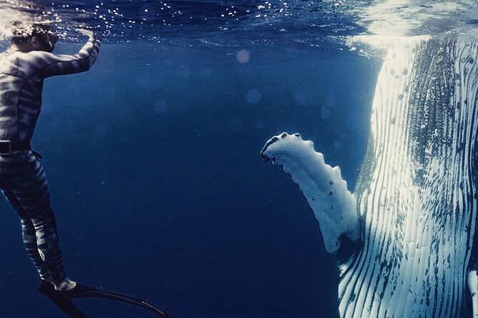 Humpback whale watching and marine life in Moorea - Key highlights in plain language
