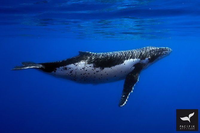Humpback whale watching and marine life in Moorea - Moorea humpback whales: what you’re actually buying