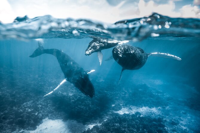 Humpback whale watching and marine life in Moorea - What a typical 3-hour rhythm feels like