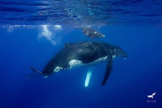Humpback whale watching and marine life in Moorea - How the guides find whales (and keep you informed)