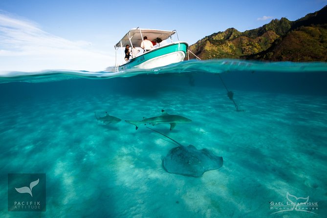 Humpback whale watching and marine life in Moorea - Swimming with humpbacks: the part you’ll think about later