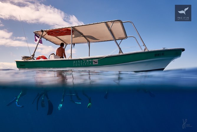 Humpback whale watching and marine life in Moorea - Moorea marine life: what shows up besides whales