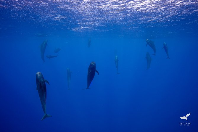 Humpback whale watching and marine life in Moorea - The boat size vibe: comfort can vary by day