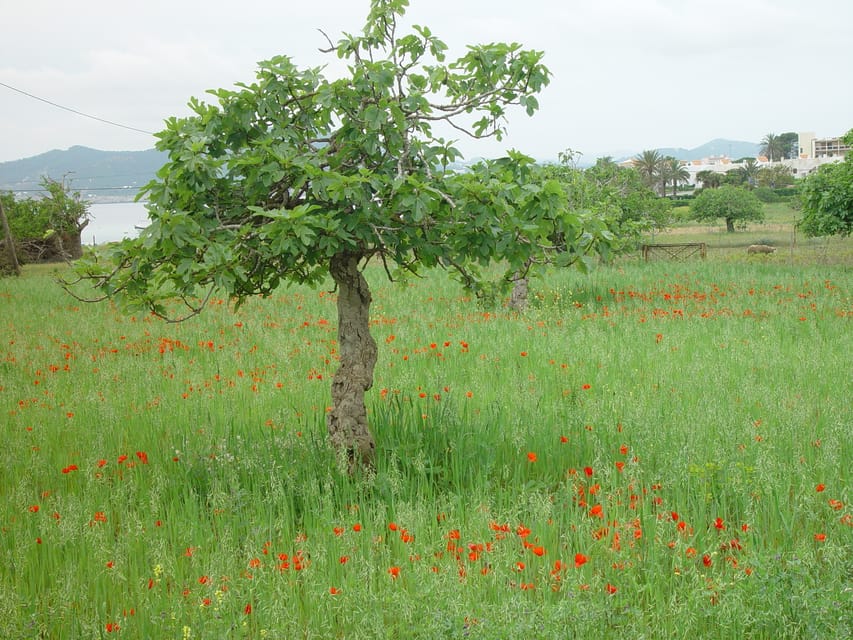 Ibiza: Full-Day Excursion and Visit to a Hippy Market - Las Salinas and the Island’s Famous Bays: Seeing Without Driving
