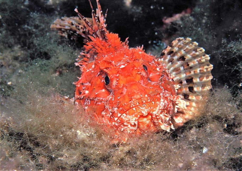 Ibiza Scuba Diving for Beginners and Snorkeling - Stop Structure: What Each Part Is Doing for You