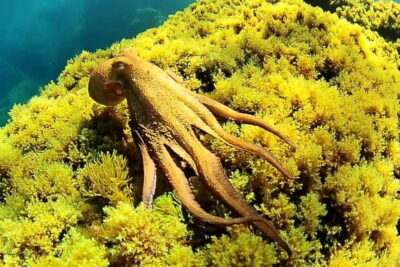 Ibiza Scuba Diving for Beginners and Snorkeling - The Medical Questionnaire (and Why It’s a Good Thing)